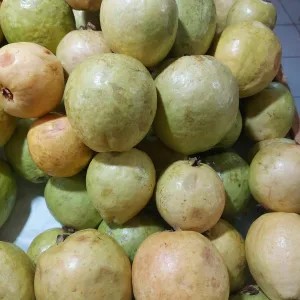 jambu biji  Merah 1kg
