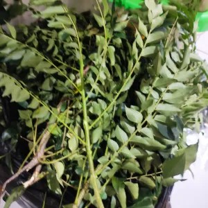 daun kari