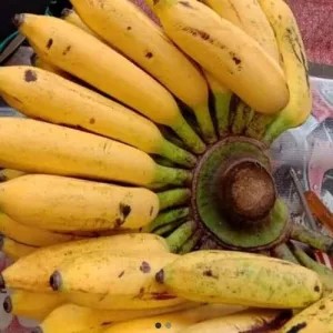 1 sisir pisang uli
