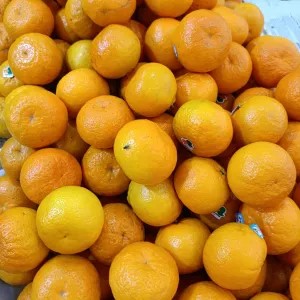 Jeruk Wogan Mandarin 1kg