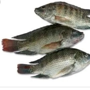 ikan mujair 1kg atau per pack