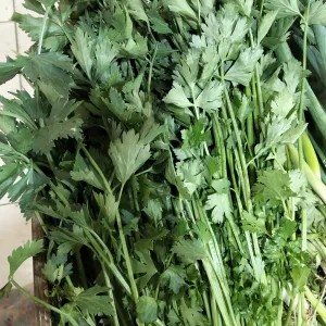 DAUN SELEDRI 1kg