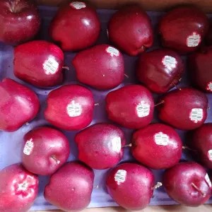 apel merah 1kg