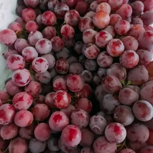 anggur merah Australia
