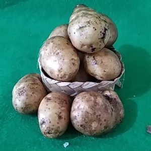 Kentang 1 Kg