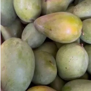 mangga gadung