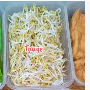 tauge/cambah 100 gram kemasan box