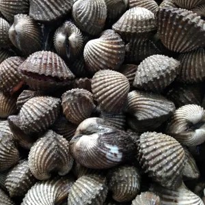 Kerang Dara Besar