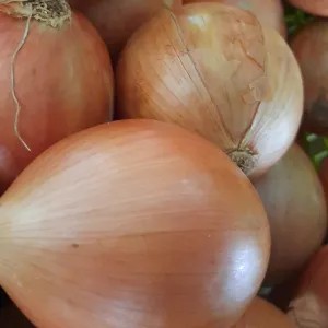 BAWANG BOMBAY. 1000g
