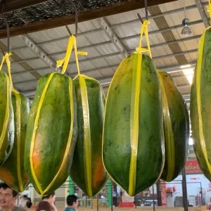 Pepaya Taiwan/Bangkok 1 kg