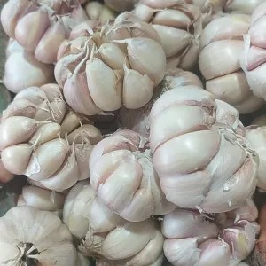bawang putih 1kg