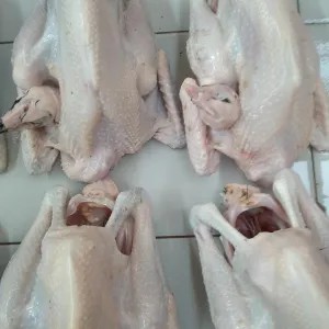 ayam kampung 1kg
