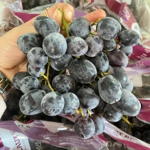 Anggur hitam midnight beauty 250gr