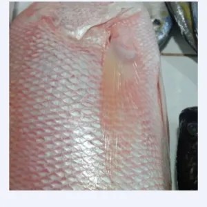 kakap merah 1kg