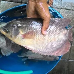 IKAN GURAME (HIDUP) /1KG 1kg