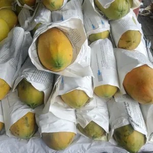 pepaya madu california