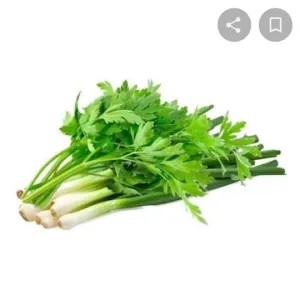 daun bawang seledri