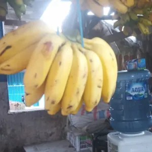 pisang Raja Cere 1kg