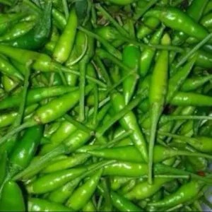 cabe rawit ijo