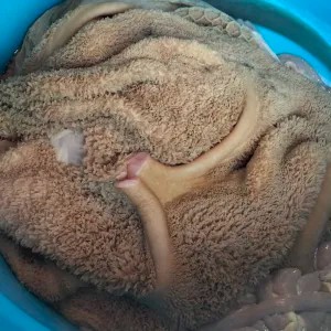 Daging Babat Sapi Segar 1Kg