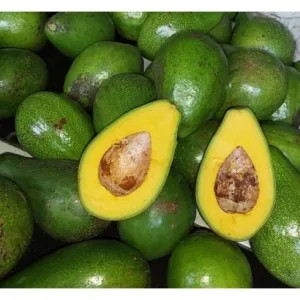 Alpukat Mentega Kediri Matang