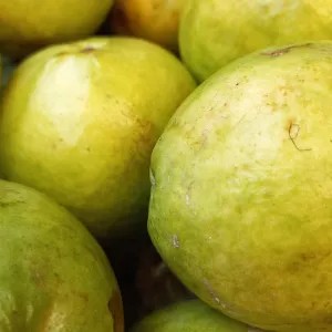 Jambu Biji Merah 1kg