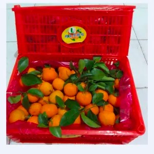 1 KERANJANG JERUK SANTANG DAUN MANIS