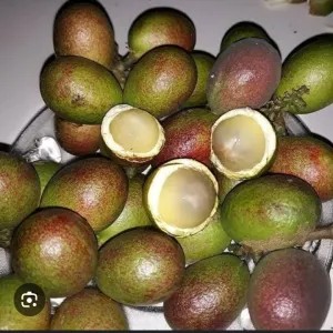 buah matoa 1kg