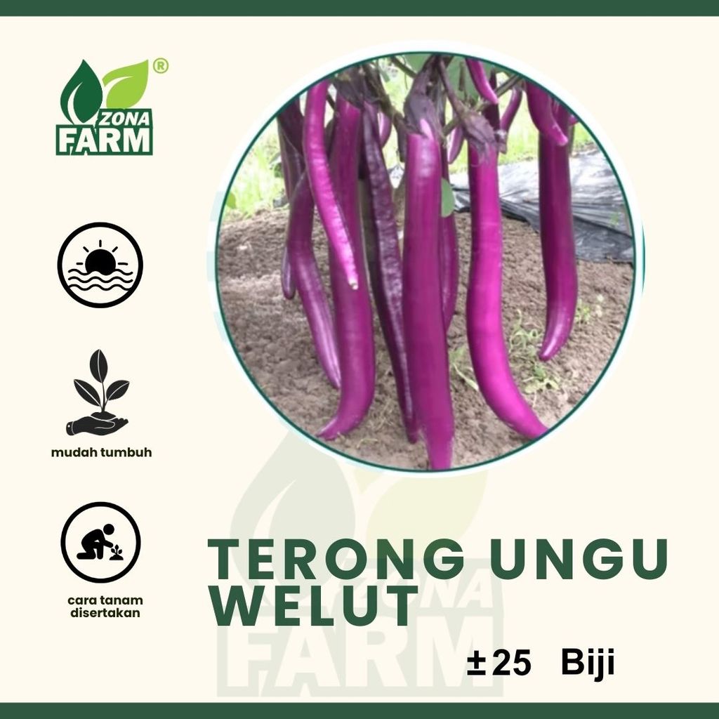 Benih Terong Ungu Welut Unggul 25 Biji