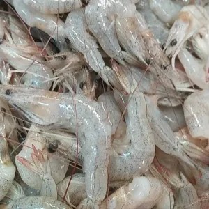 udang kecil' peci laut