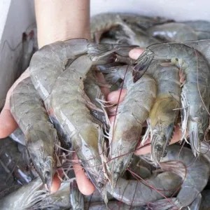 udang super jumbo 500g