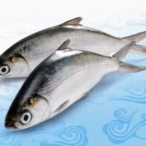 Ikan bandeng segar 1kg