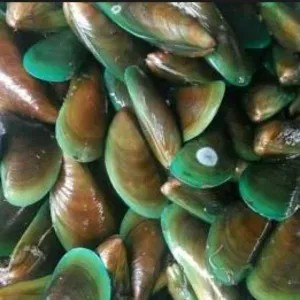kerang ijo