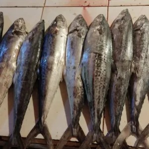 ikan tenggiri gepeng 1kg