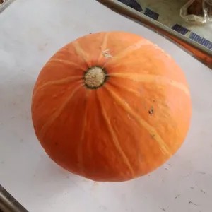 Labu kuning / kabocha