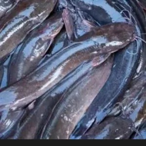 ikan lele 1kg