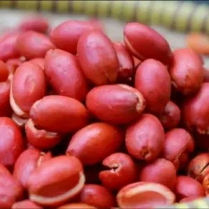 KULIT MELINJO MERAH 1 Bks