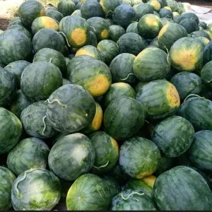 Semangka Non Biji 1 buah besar