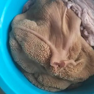 Daging Babat Sapi Segar 6Kg