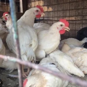 AYAM KAMPUNG PEJANTAN BUMBU GILING OPOR