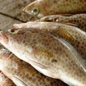 KERAPU MACAN NON PORMALIN