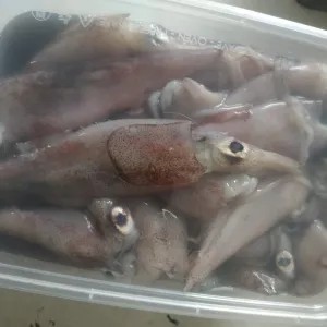 cumi hitam mentah reguler 500gr 500g