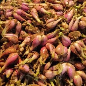 Bawang Merah Sumenep