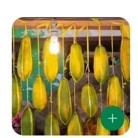 pepaya bangkok super suip