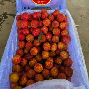 Leci Madu Hijau/Merah/Mix