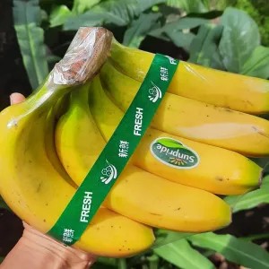 Pisang Cavendish Sunpride