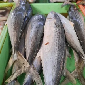 ikan tenggiri besar 1000g