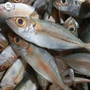 ikan mata belo 500g