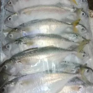 Frozen ikan kembung /Frozen Food/Frozen Seafood 1kg
