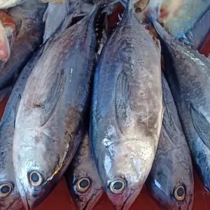 Ikan Tuna Segar